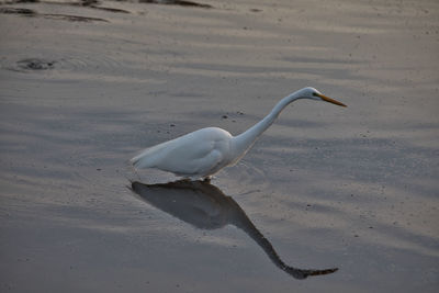 View of bird on beach