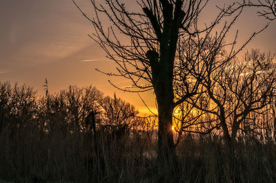 Bare trees on landscape at sunset