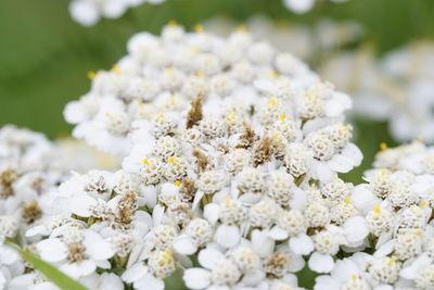 Close-up of fresh white flowers