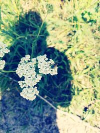 Close-up of fresh plant in field