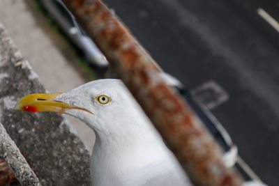 Close-up of seagull