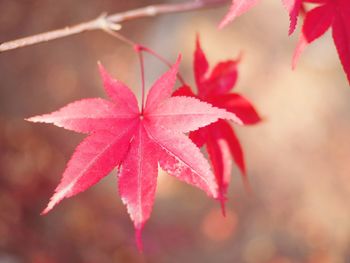 Close-up of red maple leaves