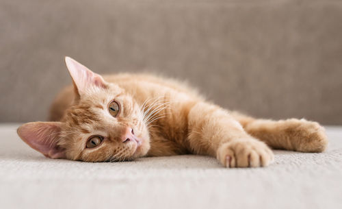Close-up of cat lying on floor