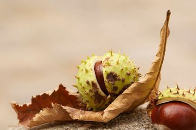 Close-up of fruit on table