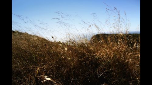 Scenic view of grassy field against sky