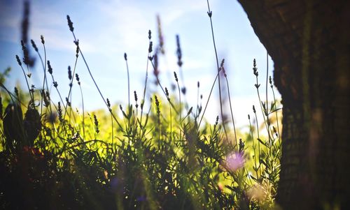 Close-up of flowering plants on field against sky