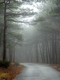 Road amidst trees in forest during winter