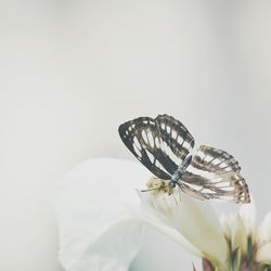 Close-up of butterfly over white background