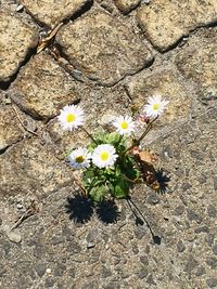 High angle view of white flowering plants