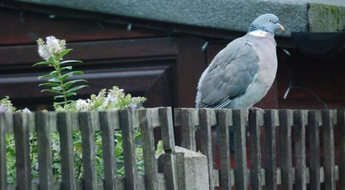 Close-up of bird perching on fence