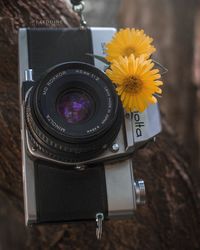Close-up of camera on yellow flowers