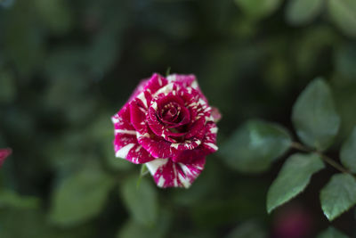 Close-up of rose blooming outdoors