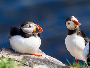 Close-up of birds perching on rock