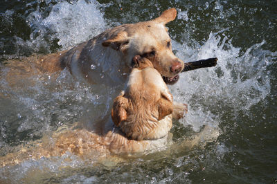 Dogs in lake