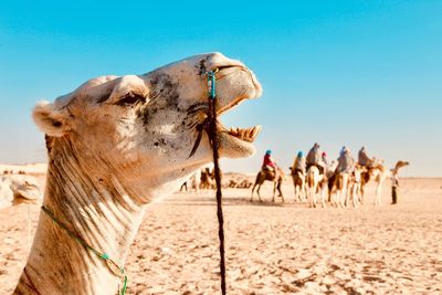 Close-up of camel on land against clear sky
