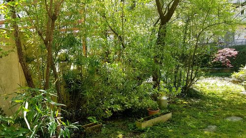 View of trees in forest