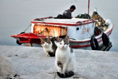 Portrait of cats sitting on retaining wall