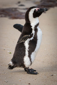 Close-up of penguin on the land