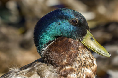 Close-up of a bird