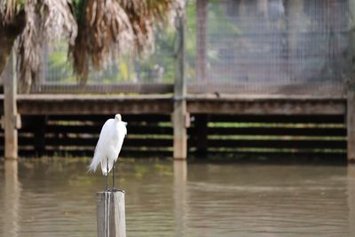 View of bird perching on wooden post