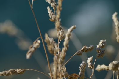 Close-up of stalks against blurred background