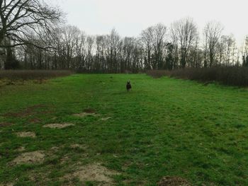 Trees on grassy field