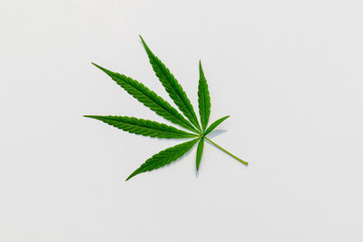 Close-up of plant against white background