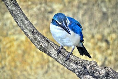 Close-up of bird perching outdoors