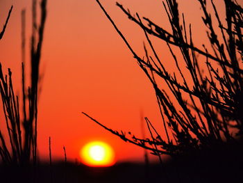 Silhouette plants against orange sky during sunset