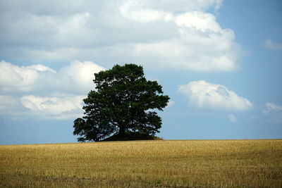 Tree on field against sky