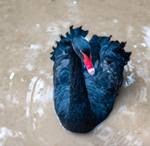 Black swans swimming in lake