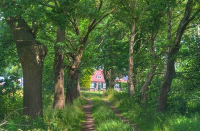 Footpath amidst trees in forest