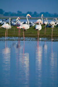 Birds drinking water in lake