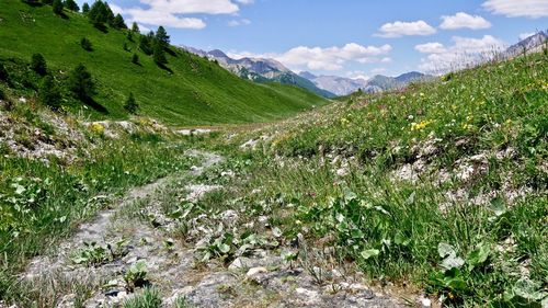 Scenic view of grassy landscape against sky