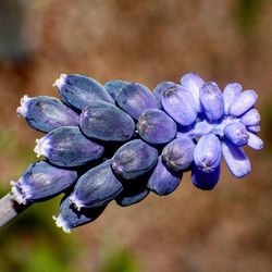 Close-up of purple flower