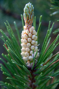 Close-up of flower buds