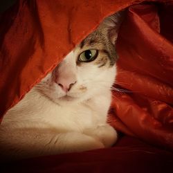 Close-up portrait of cat