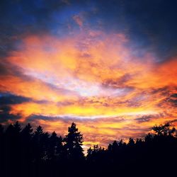 Silhouette of trees at sunset