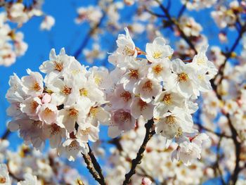 Close-up of cherry blossom