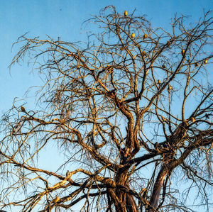 Low angle view of bare tree against clear blue sky