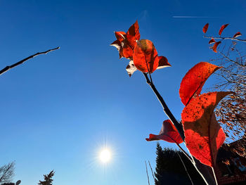 Low angle view of maple leaves against blue sky