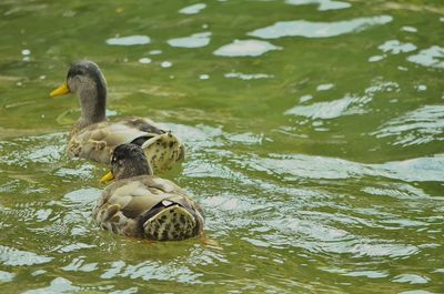 Close-up of duck swimming on lake