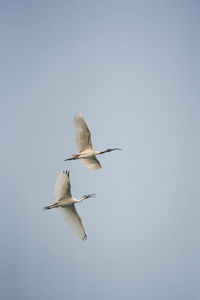 Low angle view of bird flying against clear sky