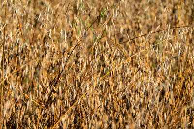 Full frame shot of wheat field