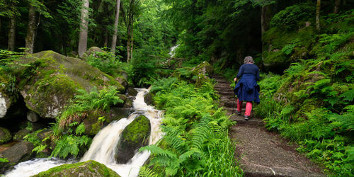 Rear view of man walking amidst trees in forest