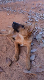 Close-up of dog on sand