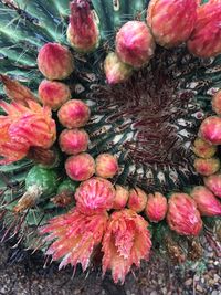 Full frame shot of red berries