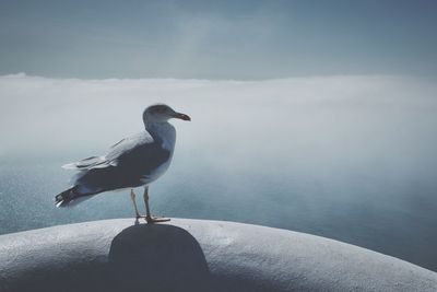 Seagull perching on retaining wall by sea against sky