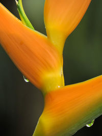 Close-up of yellow flower blooming outdoors