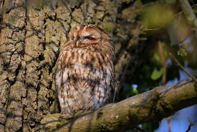 A tawny owl on a roost